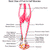Does barefoot running cause calf pain?